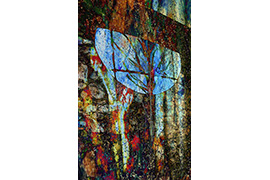 GUILLERMO BOGANI
